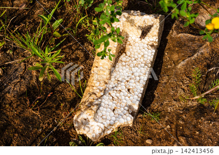 Discarded piece of white styrofoam trash lying on dry soil ground next to green grass with a grasshopper resting on top, highlighting the problem of environmental pollution in nature Discarded piece of white styrofoam trash lying on dry soil ground next to green grass with a grasshopper resting on top, highlighting the problem of environmental pollution in nature 142413456