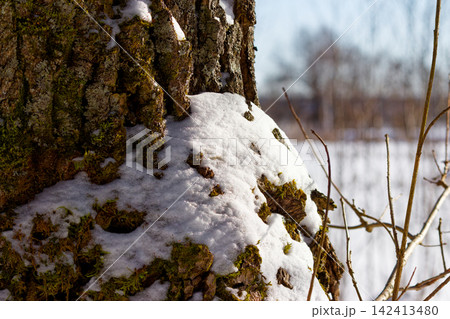 Close-up of a textured old tree bark covered with fresh white snow and green moss, standing in a peaceful winter forest landscape during a crisp sunny day Close-up of a textured old tree bark covered with fresh white snow and green moss, standing in a peaceful winter forest landscape during a crisp sunny day 142413480