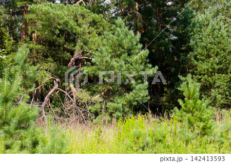 Lush pine forest scenery showcasing vibrant evergreen needles, young saplings in the foreground, and dense woodland depths under bright daylight creating a serene and wild natural landscape 142413593