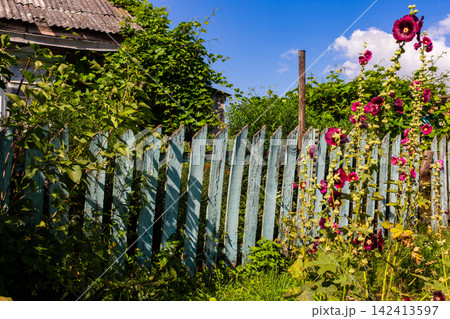 Vibrant pink mallow flowers bloom beside a weathered light blue wooden picket fence, capturing the charming rustic atmosphere of a peaceful summer day in the countryside Vibrant pink mallow flowers bloom beside a weathered light blue wooden picket fence, capturing the charming rustic atmosphere of a peaceful summer day in the countryside 142413597