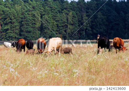 Diverse herd of cows and sheep grazing in a sprawling sunlit meadow, eating fresh grass in the countryside near a thick coniferous forest, idyllic rural pastoral scenery 142413600