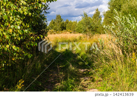 Overgrown dirt path winding through a wild summer meadow surrounded by vibrant birch trees and lush greenery under a dramatic cloudy blue sky in the Russian countryside 142413639