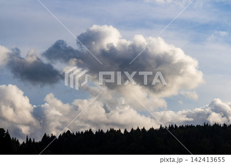 Fluffy cumulus clouds drifting over a dense silhouettes of pine tree tops against a bright blue sky, creating a serene and picturesque natural atmosphere of a calm summer day Fluffy cumulus clouds drifting over a dense silhouettes of pine tree tops against a bright blue sky, creating a serene and picturesque natural atmosphere of a calm summer day 142413655