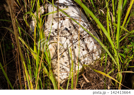 Discarded white plastic jerrycan lying amidst tall wild grass, weathered container abandoned in nature, dirty fuel canister left as environmental pollution, close-up top view of litter Discarded white plastic jerrycan lying amidst tall wild grass, weathered container abandoned in nature, dirty fuel canister left as environmental pollution, close-up top view of litter 142413664