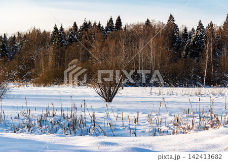 Stunning winter scene: frosted cattails rise from a pristine snow-covered frozen bog, backed by a tranquil, snow-dusted forest under a crisp blue sky Stunning winter scene: frosted cattails rise from a pristine snow-covered frozen bog, backed by a tranquil, snow-dusted forest under a crisp blue sky 142413682