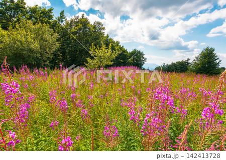 fireweed bloom on the meadow near beech forest. wild purple herb in Carpathian mountains on a late summer day fireweed bloom on the meadow near beech forest. wild purple herb in Carpathian mountains on a late summer day 142413728
