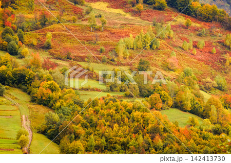 countryside mountain scene. autumnal nature texture of a deciduous forest on a steep hillside. rural area of Uzhanian park of Transcarpathia, Ukraine countryside mountain scene. autumnal nature texture of a deciduous forest on a steep hillside. rural area of Uzhanian park of Transcarpathia, Ukraine 142413730