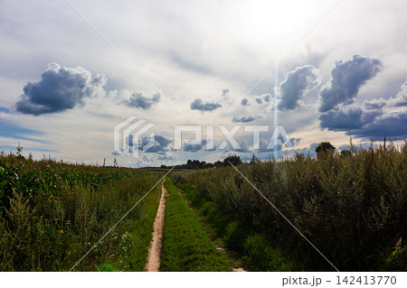 Narrow dirt path stretches through lush summer fields under a dramatic sky with fluffy clouds, inviting a serene rural walk through the vibrant green countryside landscape at sunset 142413770