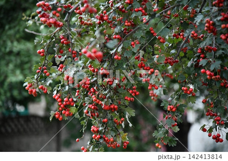 Red wild hawthorn berries on branches Red wild hawthorn berries on branches 142413814