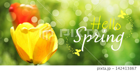 Beautiful tulips on green background. Hello spring Beautiful tulips on green background. Hello spring 142413867