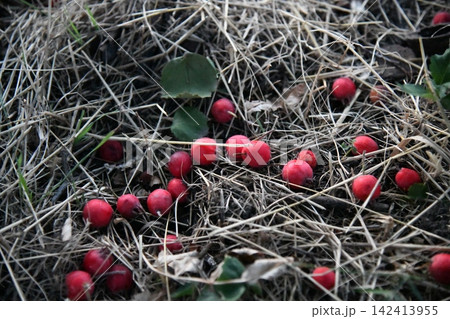 Red wild hawthorn berries on branches 142413955