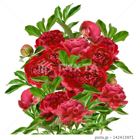 A lush bouquet of red peonies with green leaves on an isolated background 142413971