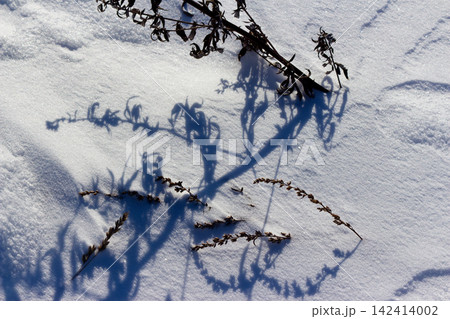 Dried wild plants casting long artistic shadows on pure white sparkling snow during a bright sunny winter day, nature close-up in a cold frosty field with crisp textures Dried wild plants casting long artistic shadows on pure white sparkling snow during a bright sunny winter day, nature close-up in a cold frosty field with crisp textures 142414002