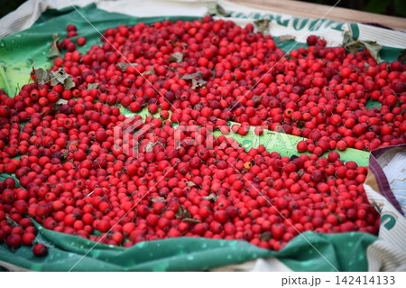 Woman hands holding hawthorn berry heart shape on a tree forest sunlight Woman hands holding hawthorn berry heart shape on a tree forest sunlight 142414133