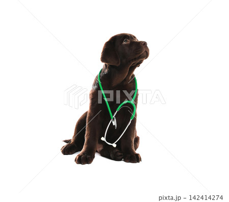Cute Labrador dog with stethoscope as veterinarian on white background Cute Labrador dog with stethoscope as veterinarian on white background 142414274