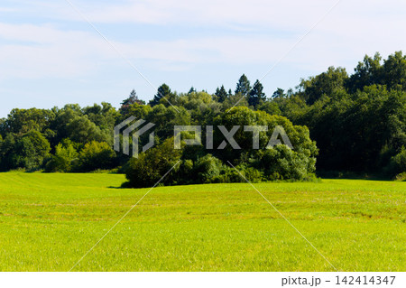 Vibrant green field stretching towards a lush forest edge under a clear summer sky, capturing the serene beauty of the rural countryside in bright golden afternoon light 142414347