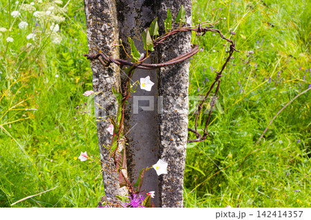 Delicate Convolvulus arvensis vines gracefully entwine around rusted, broken barbed wire on a concrete post, symbolizing nature reclaiming the boundaries of freedom in a sunny meadow Delicate Convolvulus arvensis vines gracefully entwine around rusted, broken barbed wire on a concrete post, symbolizing nature reclaiming the boundaries of freedom in a sunny meadow 142414357