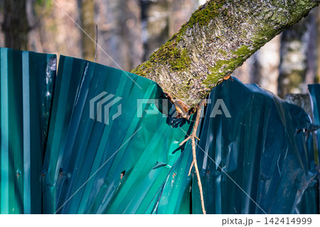 A massive tree trunk presses down on a bent metal fence, crushing green corrugated steel sheets in a dramatic display of nature claiming territory back from man-made barriers A massive tree trunk presses down on a bent metal fence, crushing green corrugated steel sheets in a dramatic display of nature claiming territory back from man-made barriers 142414999