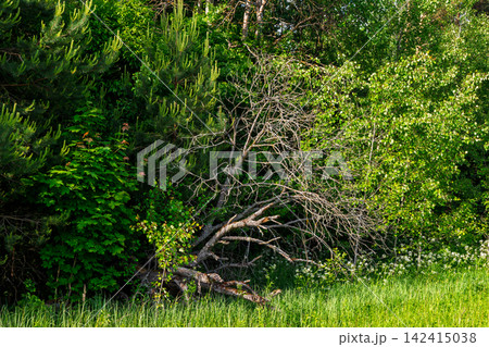 Contrast between vibrant lush green pine, maple foliage and a withered dry deadwood tree trunk fallen in a summer forest, captured with natural bright sunlight illumination Contrast between vibrant lush green pine, maple foliage and a withered dry deadwood tree trunk fallen in a summer forest, captured with natural bright sunlight illumination 142415038