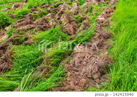 Freshly turned soil from moldboard plowing on an overgrown green meadow field, showing fertile dark earth clods overturned amidst lush wild grass vegetation during seasonal farm work Freshly turned soil from moldboard plowing on an overgrown green meadow field, showing fertile dark earth clods overturned amidst lush wild grass vegetation during seasonal farm work 142415040