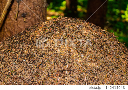 Large forest anthill built of twigs and pine needles located at the base of a tree, teeming with busy ants working together in a vibrant woodland ecosystem Large forest anthill built of twigs and pine needles located at the base of a tree, teeming with busy ants working together in a vibrant woodland ecosystem 142415048
