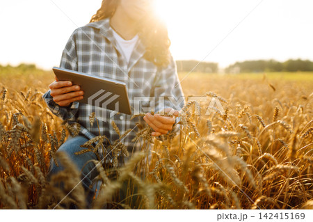 Farm worker uses tablet to check wheat crops in golden field during sunset hours. Farming concept. Farm worker uses tablet to check wheat crops in golden field during sunset hours. Farming concept. 142415169