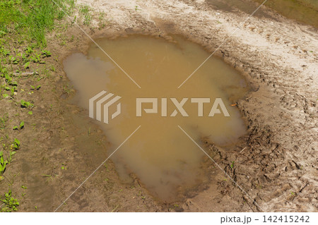 Small muddy puddle sitting on a dirt path with tire tracks and green grass patches under bright daylight, capturing a simple rural landscape detail in summer environment 142415242
