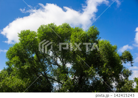 Lush vibrant green willow tree canopy reaching towards a bright clear blue summer sky with fluffy white clouds, showcasing fresh foliage and natural organic beauty on a sunny day 142415243