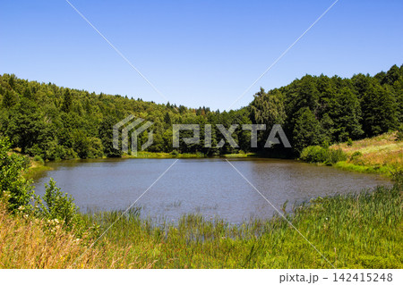 Serene forest pond reflecting the summer sky surrounded by lush green trees, thick reeds, and vibrant wild grasses under a clear bright sun in a peaceful natural habitat 142415248