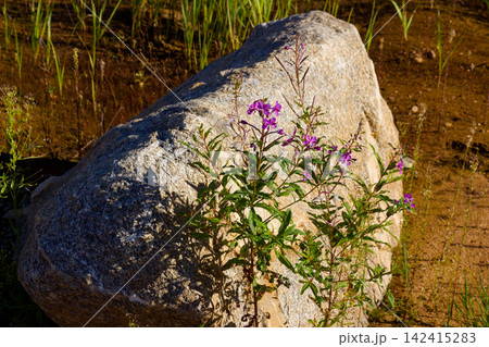 Vibrant purple willowherb flowers blooming beside a large weathered granite boulder in a sunlit sandy gravel quarry, showcasing resilient wild nature and stark contrast of textures Vibrant purple willowherb flowers blooming beside a large weathered granite boulder in a sunlit sandy gravel quarry, showcasing resilient wild nature and stark contrast of textures 142415283
