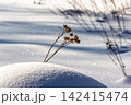 Sun-kissed dry thistle stalks, topped with frosty seed heads, bravely pierce through a pristine, sparkling snowdrift. A stark, beautiful winter landscape 142415474