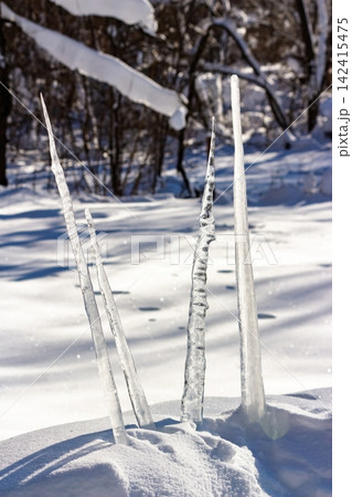 Sharp, gleaming icicle daggers dramatically pierce soft, fresh snow, creating an unusual, stark winter backdrop under clear, bright sun Sharp, gleaming icicle daggers dramatically pierce soft, fresh snow, creating an unusual, stark winter backdrop under clear, bright sun 142415475