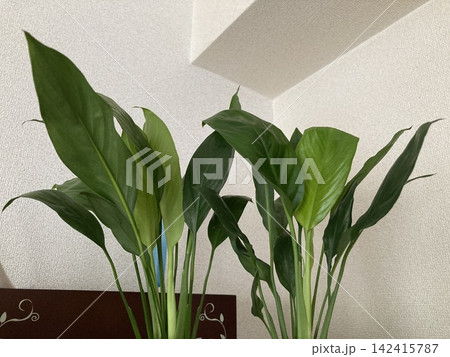 室内に飾られた緑豊かな観葉植物とナチュラルな暮らし 室内に飾られた緑豊かな観葉植物とナチュラルな暮らし 142415787