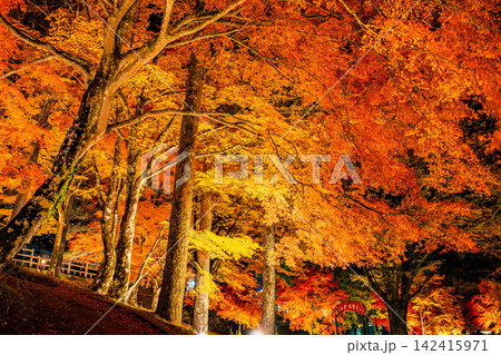 山梨 山中湖 ライトアップされた紅葉回廊 山梨 山中湖 ライトアップされた紅葉回廊 142415971