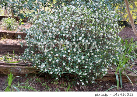 ジンチョウゲの花 満開 ジンチョウゲの花 満開 142416012