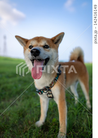 笑顔の柴犬 笑顔の柴犬 142416149