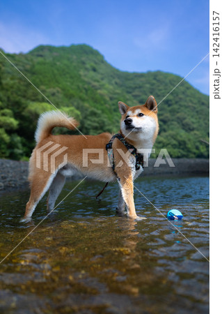 川で遊ぶ柴犬 142416157