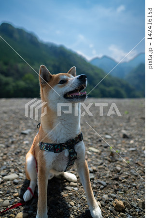 おすわりする柴犬 142416158