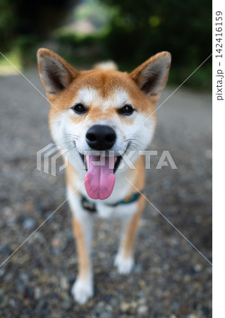 笑顔の柴犬 笑顔の柴犬 142416159