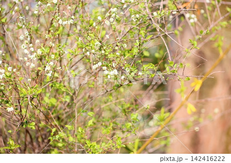 可愛い シジミバナの花 可愛い シジミバナの花 142416222