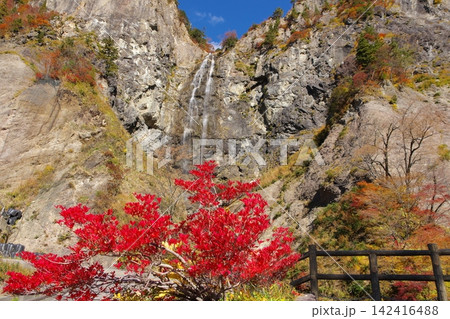 秋の白山白川郷ホワイトロード ふくべの大滝 秋の白山白川郷ホワイトロード ふくべの大滝 142416488