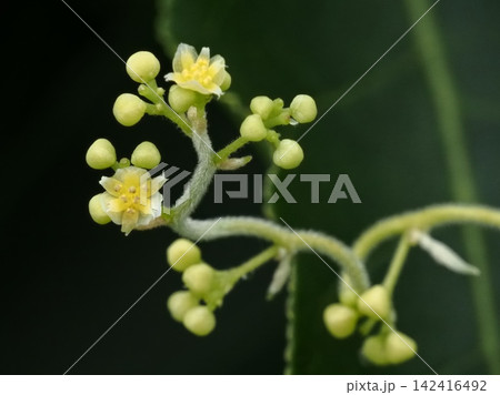 アオツヅラフジの花 アオツヅラフジの花 142416492
