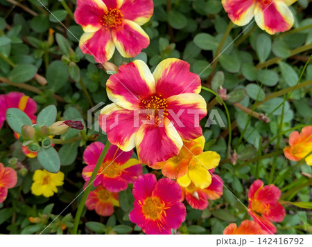赤と黄色の花模様が鮮やかなポーチュラカ 赤と黄色の花模様が鮮やかなポーチュラカ 142416792
