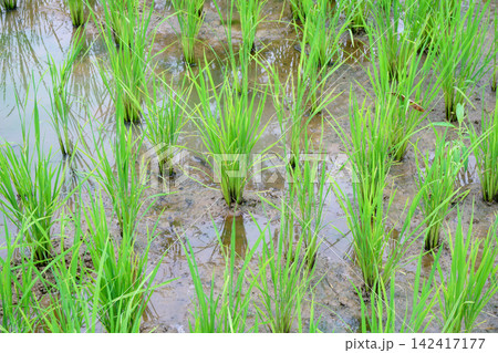 paddy in paddy field 142417177