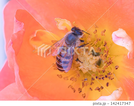 薔薇の花の蜜を吸うミツバチ 142417347