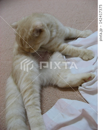 丁寧に毛づくろい中の猫 丁寧に毛づくろい中の猫 142417375
