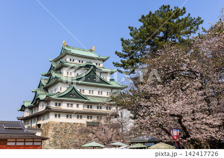 名古屋城内の桜 愛知県名古屋市 名古屋城内の桜 愛知県名古屋市 142417726