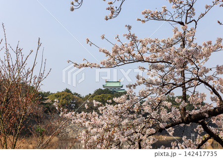 名古屋城内の桜 愛知県名古屋市 名古屋城内の桜 愛知県名古屋市 142417735