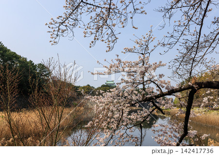 名古屋城内の桜 愛知県名古屋市 名古屋城内の桜 愛知県名古屋市 142417736