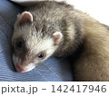 フェレット 142417946